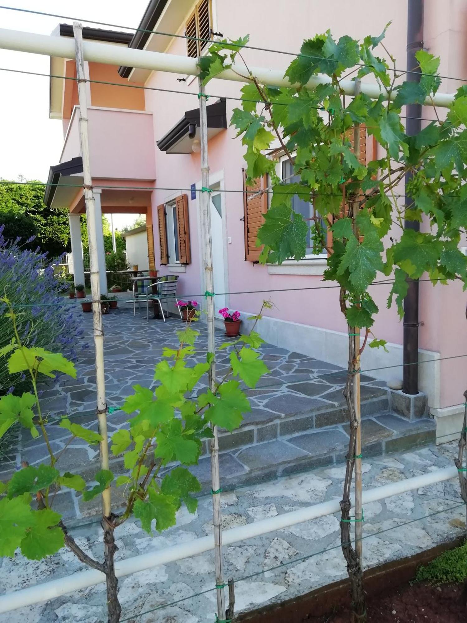 Apartmani Vesna Buje Exteriér fotografie
